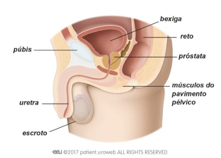 Exercícios para incontinência urinária: conheça os benefícios para musculatura pélvica